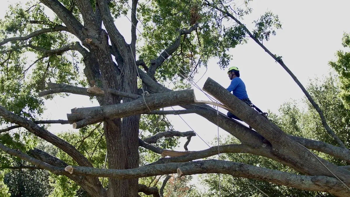 Professional Hazardous Tree Removal performed by certified arborists in Grover