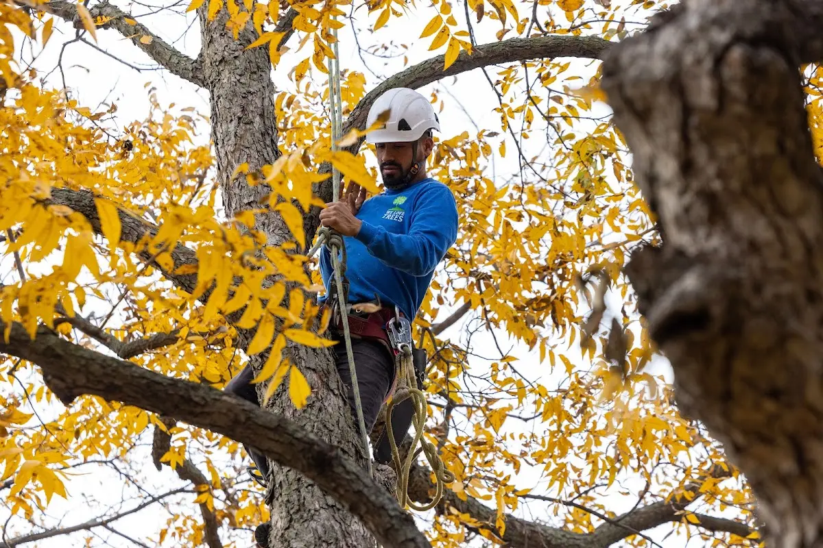 Skilled Dead Tree Removal crew working in Grover